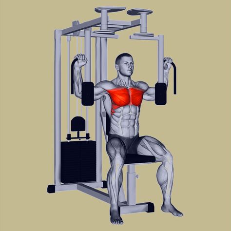 Pec Deck Fly, Pec Deck, Barbell Deadlift, Gym Workout Guide, Biceps Brachii, Best Chest Workout, Single Leg Deadlift, Dumbell Workout, Gym Workout Chart