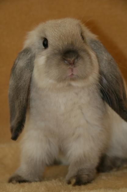 lop-eared bunny Rabbit Floppy Ears, Flop Eared Bunny, Eddie Core, French Lop Rabbit, Floppy Bunny Ears, Floppy Ear Bunny, French Lop, Cutest Bunnies, Lop Eared Bunny