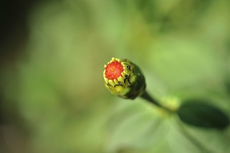 Flower Bud Budding, #Flower, #Budding, #Bud Budding Flower, Flower Bud, Public Domain Images, Free Pictures, Botany, Free Photo, Free Photos, Free Images, Stock Images Free