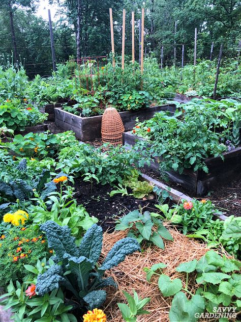 Lacinato Kale: Learn How to Grow This Delicious Heirloom Kale Kale Garden, Lacinato Kale, Dinosaur Kale, Edible Gardens, Potager Garden, Green Stuff, Veg Garden, Have Inspiration, Home Vegetable Garden