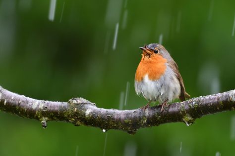 Birds Playing in Rain - Natural sound of Rain And Birds, Beautiful Moment Of Birds.  Bird sounds,nature sounds,birds singing,relaxing nature sounds,sounds of nature,forest sounds,birds song,birds chirping,bird singing,relaxing sounds,relaxing,sound of nature,relaxation,nature sound,calming nature sounds,videos for cats to watch,videos for cats,video for cats,Bird Sounds,Birds in The Summer Rain. Playing In Rain, Birds Beautiful, Forest Sounds, Cold Rain, Rain And Thunder, What Is A Bird, Summer Rain, Hiding Places, Sound Of Rain