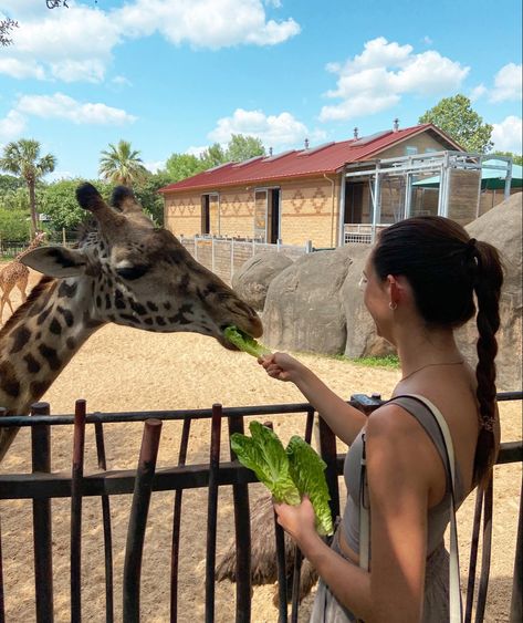 Funny date picture inspo #zoo #giraffe #pictures #aesthetic #hairinspo Feeding Giraffe Pictures, Zoo Park Aesthetic, Zoo Pics Ideas, Zoo Aesthetic Date, Zoo Asthetic Picture, Zoo Trip Aesthetic, Zoo Instagram Pictures, Zoo Aesthetic With Friends, Zoo Photoshoot Ideas