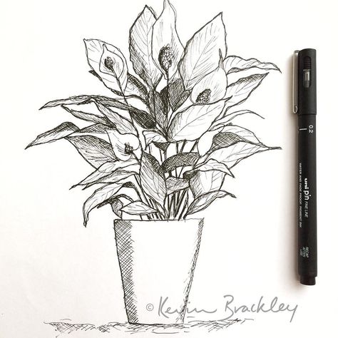 Peace Lily Drawing, Unipin Drawing, Lily Drawing, Lilies Drawing, Sketchbook Drawings, Peace Lily, Ink Pen, Ink Pen Drawings, Pen Drawing