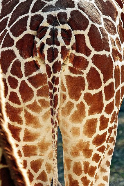 'A Tall Tail' - photo by Vearl Brown (Picture Taker 2), via Flickr St Louis Zoo, A Giraffe, Giraffes, Interior Inspiration, St Louis, Animals