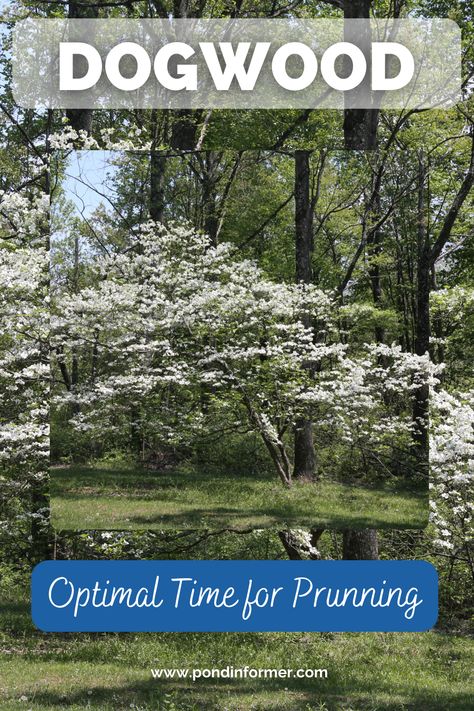 Seasonal Pruning Considerations: Proper timing is essential for pruning dogwood trees to ensure their health and aesthetic appeal. Explore the best seasonal practices for pruning dogwoods effectively. #DogwoodCare #PruningGuide #HealthyTrees #SeasonalPruning #TreeHealth Pruning Dogwood Trees, Ivory Halo Dogwood, Dogwood Bush, Pond Heater, Pond Netting, Pond Aerator, Dogwood Tree, Columnar Trees, Pond Filters