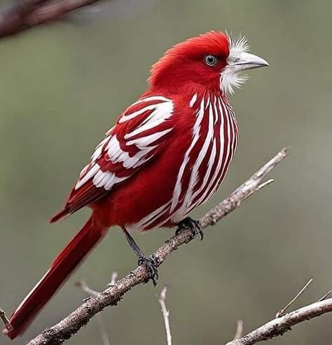 Gingerbread Snowballs, Modern Images, Birds Photography Nature, Most Beautiful Birds, Kinds Of Birds, Rare Birds, Animal Photos, Backyard Birds, Cute Wild Animals