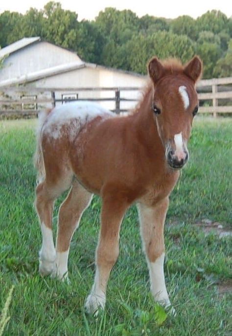 Horses And Ponies, Miniature Horse Foal, Farm Miniature, Horse Doodle, Horses Cute, Horses Foals, Horse Foal, Mini Horses, Baby Horse