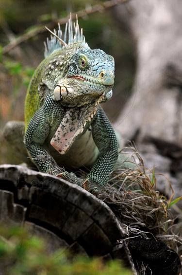 Chameleon Lizard, Green Iguana, Chameleons, Komodo, Crocodiles, Reptiles And Amphibians, Lizards, Coral Reef, Nature Animals