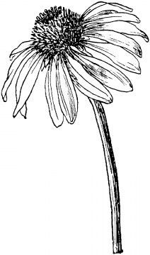 Hur Man Ritar Blommor, Purple Coneflower, Echinacea Purpurea, White Drawing, Flower Sketches, Floral Drawing, Plant Drawing, Printable Crafts, Black And White Drawing