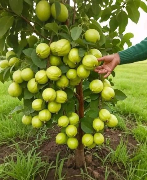 Guava Tree, Fruit Garden, Flower Designs, Floral Pattern, Fruit, Plants, Flowers, Pins