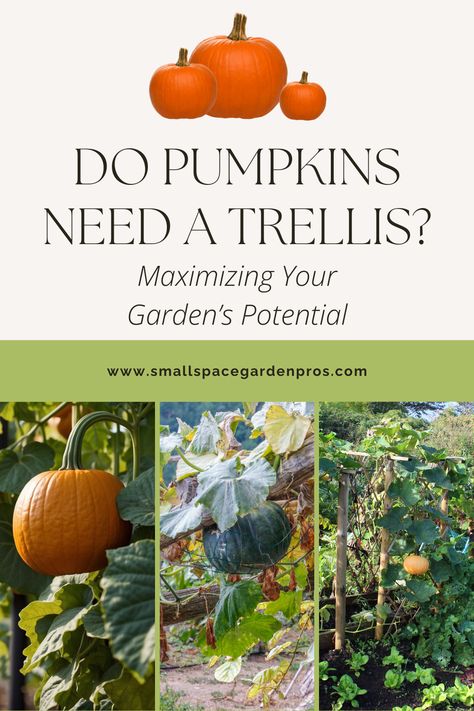 Curious if pumpkins need a trellis? Discover how vertical gardening can transform your pumpkin patch! Our guide explains how using a trellis can save space, reduce pests, and prevent rot, making it ideal for small gardens or urban spaces. Learn the benefits and get step-by-step tips to grow healthy, thriving pumpkins vertically. Perfect for maximizing your garden's potential! #PumpkinGardening #VerticalGardening #GardeningTips #SmallSpaceGardening #HomeGarden #UrbanGardening Pumpkin Trellis, Vertical Trellis, Creeping Vines, Pumpkin Varieties, Pumpkin Vine, Planting Pumpkins, Growing Pumpkins, Vertical Gardening, Tomato Cages