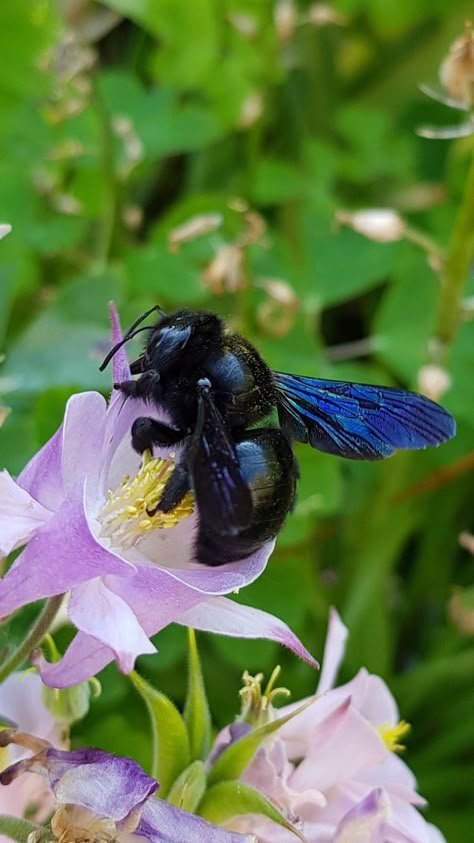 Bug Template, Fluffy Bee, Bees Cute, Colorful Bugs, The Secret Life Of Bees, Cool Insects, Bee Pictures, Beautiful Insects, Carpenter Bee