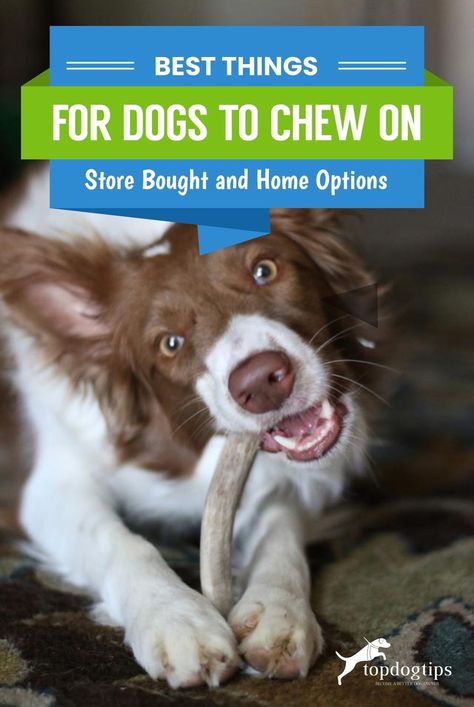 How To Make Dog Chews, Dog Behaviorist, Best Dog Toys, House Training Dogs, Dog Training Advice, Calm Dogs, Dog Training Techniques, Best Puppies, Best Dog Training