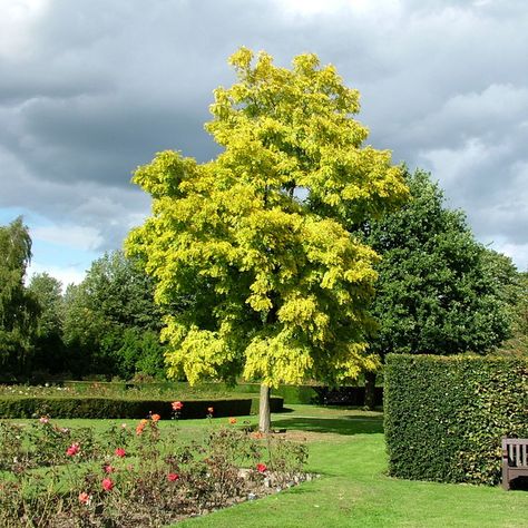 Acacia dealbata - (Mimosa, Silver Wattle) Acacia Dealbata Tree, Acacia Dealbata, Cassia Fistula, Beach House Garden, Japanese Inspired Garden, Architectural Plants, Seaside Garden, Prairie Garden, Tree Fern