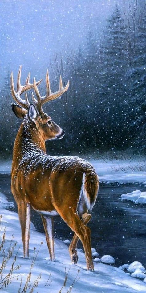 Whitetail Deer Pictures, Winter Christmas Scenes, Animals Painting, Bear Artwork, Deer Photos, Deer Pictures, Deer Illustration, Beautiful Scenery Photography, Deer Painting