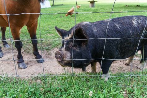 Cheap Fencing for Pigs to Keep Your Hogs Where You Want Them Hog Fence, Keeping Pigs, Cheap Fencing, Pig Yard, Pig Fence, Hog Wire Fence, Livestock Fence, Livestock Shelter, Wooden Fence Posts