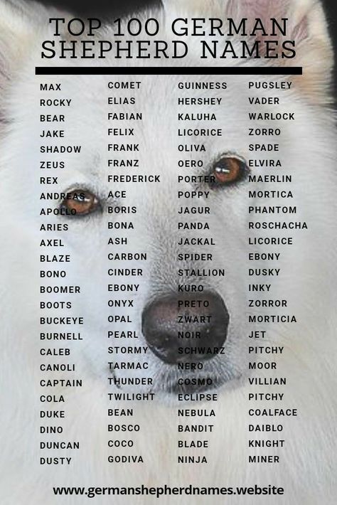 German Shepherd Names Male, German Shepherd Names, Names Boy, Cute Names For Dogs, Tiny Puppies, Puppy Names, Fluffy Dogs, Puppies Funny, Dog Pin