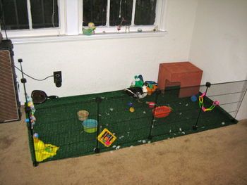 Indoor duck setup Indoor Duck Pen, Duck Setup, Indoor Duck Enclosure, Duck Entertainment Ideas, Pet Ducks Indoor, Duck Enclosure, Duck And Geese Housing, Duck Pens, Backyard Animals