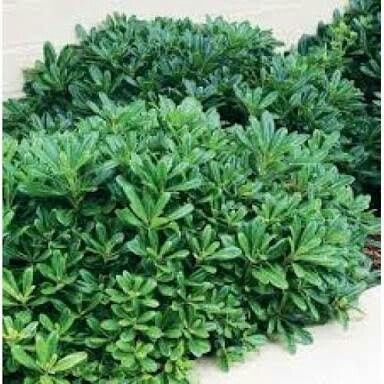 Pittosporum tobira 'Miss Muffet' - egardens.com.au Pittosporum Tobira, Pool Plants, Front Verandah, Coastal Garden, Miss Muffet, Hillside Garden, Front Gardens, Small Shrubs, Planting Plan