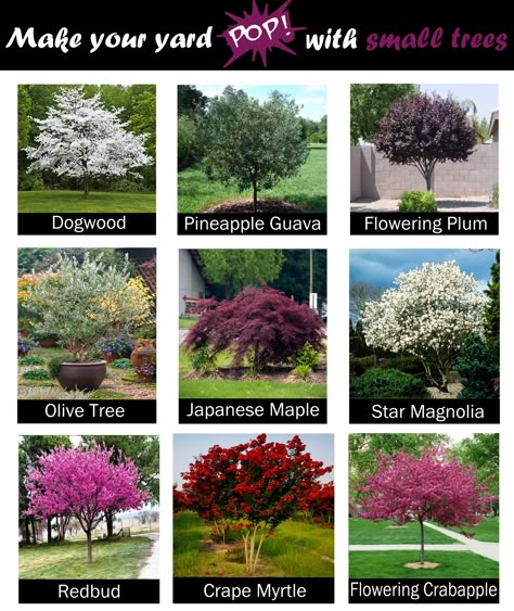 Want a pretty tree in your yard but don't have a ton of space? Here are some of our favorite small trees that can make your yard POP 💥 Trees For Front Yard, Landscaping Trees, Front Garden Landscape, Small Front Yard Landscaping, Pretty Trees, Front Yard Garden Design, Lawn And Landscape, Have Inspiration, Garden Yard Ideas