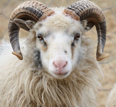 Old Norwegian sheep | Hilgunn Anita Iversen | Flickr Sheep Reference, Sheep With Horns, Dall Sheep, Sheep Head, Regard Animal, Tattoo Nature, Animals Tattoo, Tattoo Aesthetic, Sheep Breeds