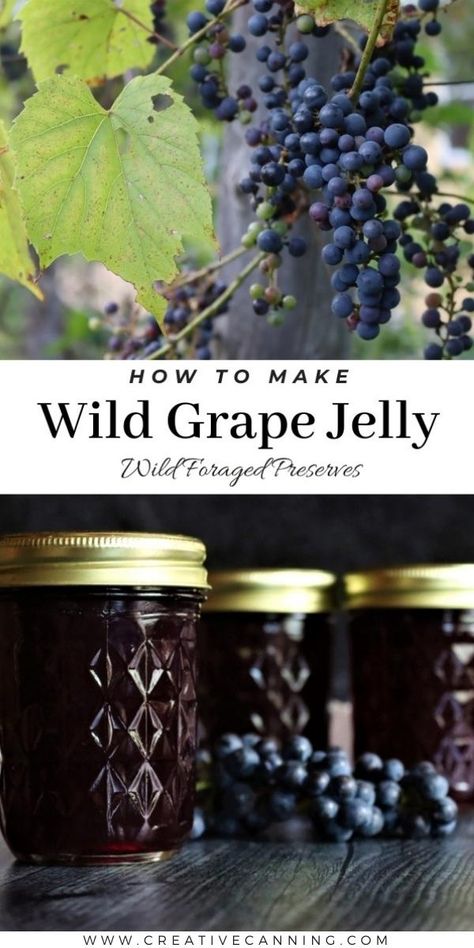 How to Make Wild Grape Jelly Wild Grape Jelly, Wild Grape Jelly Recipe, Grape Preserves, Canning Jelly Recipes, Fruit In Jars, Grape Jelly Recipe, Canning Fruit Recipes, Grape Jam Recipe, Preserve Fruit