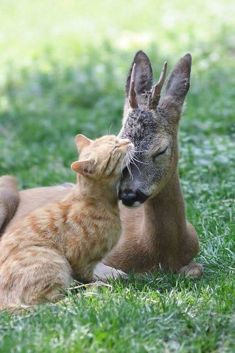 Unlikely Animal Friends, Animals Friendship, Unusual Animals, Alaskan Malamute, Cute Animal Pictures, Weird Animals, Sweet Animals, Funny Animal Pictures, Cute Little Animals