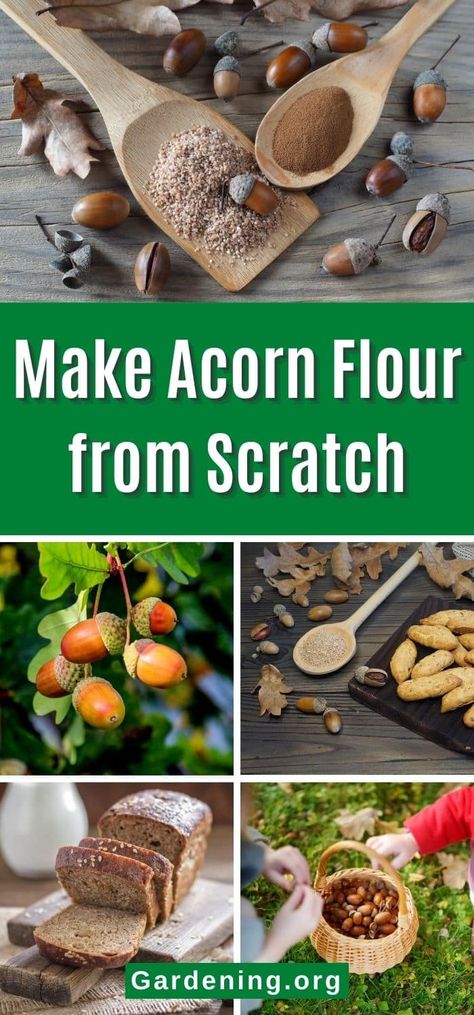 How To Make Acorn Flour, Acorn Flour How To Make, Acorn Recipe, Acorn Flour, Homesteading Recipes, How To Make Flour, Food Foraging, Wild Food Foraging, Frugal Recipes