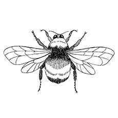 Coloring Sheet of Red Tailed Bumblebee Bee Wings Drawing, Bumble Bee Illustration, Bee Outline, Ladybug Coloring Page, Vancouver Tattoo, Bee Wings, Bee Coloring Pages, Bee Images, Bee Illustration