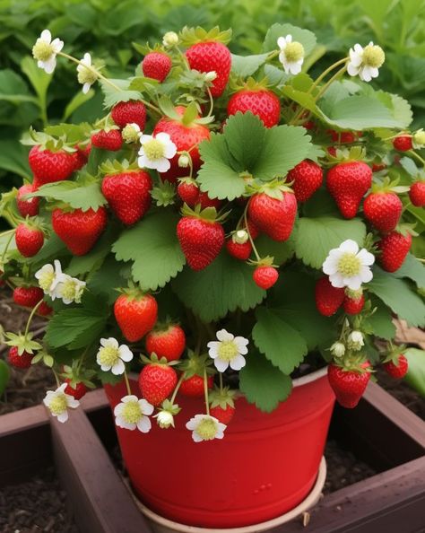 Forget buying strawberries. Grow them at home with this easy step-by-step guide Strawberry Plant Care, Types Of Strawberries, Cilantro Plant, Strawberry Varieties, Strawberry Plant, Organic Pest Control, Strawberry Garden, Garden Basket, Growing Strawberries