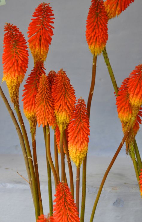 Torch Lily, Red Hot Poker, Ooty, Flower Spike, Pretty Birds, Orange And Yellow, Flower Show, Red Hot, Love Flowers