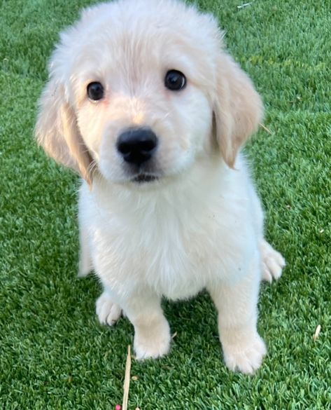 Forever Puppy, Golden Retriever Baby, We Are Golden, Puppies For Adoption, Golden Retriever Puppies, Retriever Puppies, Golden Retriever Puppy, Puppy Adoption, Retriever Puppy