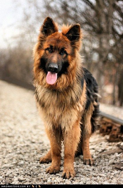 King German shepherd Dog Photography Puppy Hounds Chiens Puppies King German Shepherd, Long Haired German Shepherd, German Dogs, Popular Dog Breeds, Most Popular Dog Breeds, Popular Dog, Shepherd Puppies, German Shepherd Puppies, German Shepherds