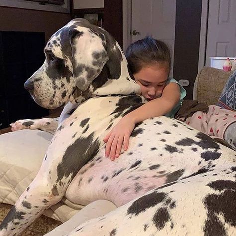 14 Great Dane Facts You Might Not Know Blue Merle Great Dane, Great Dane Facts, Merle Great Danes, Black Great Danes, Blue Great Danes, Harlequin Great Danes, Great Dane Mix, Love Hugs, Dane Puppies