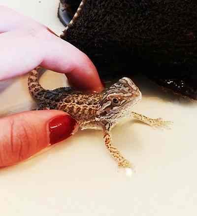 Tiny pets: baby bearded dragon Stick Insects, Baby Beard, Baby Bearded Dragon, Stick Insect, Best Pictures, Best Images, Bearded Dragon, Hamsters, Cool Pictures