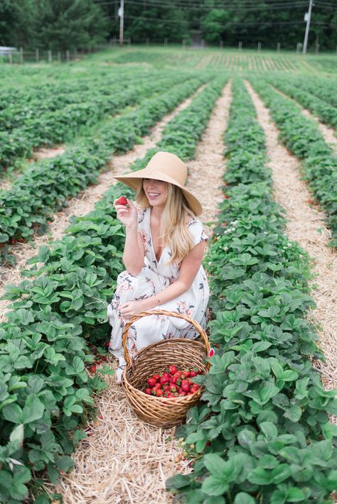 Checking off a Summer bucket list item in my favorite floral dress / #strawberrypicking #orchard #summer Strawberry Picking Photography, Strawberry Picking Pictures, Strawberry Picking Outfit, Field Photos, Strawberry Field, Orchard Garden, Strawberry Farm, Strawberry Garden, Strawberry Picking