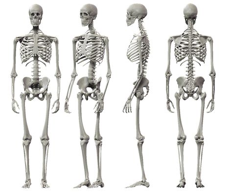 human skeleton side profile - Google Search                                                                                                                                                                                 More Human Body Bones, Male Skeleton, Human Skeletal System, Human Skeleton Anatomy, Skeleton Drawing, Skeleton Anatomy, Male Figure Drawing, Artist Study, Skeleton Drawings