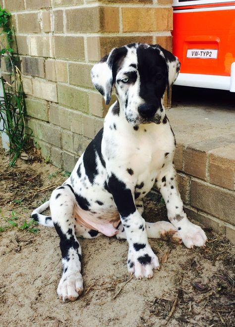 Harlequin Great Dane puppy. Wolf Bay Great Danes Harlequin Great Dane Puppy, Harlequin Great Dane, Cute Dog Costumes, Harlequin Great Danes, Dane Puppies, Great Danes, Great Dane Puppy, Dane Dog, Good Dog