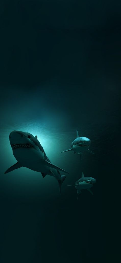 Ocean Scrapbook, Nice Wallpapers, Shark Photos, Shark Jaws, Shark Art, Nike Wallpaper, Iphone Wallpaper Photos, Underwater World, Dark Fantasy Art