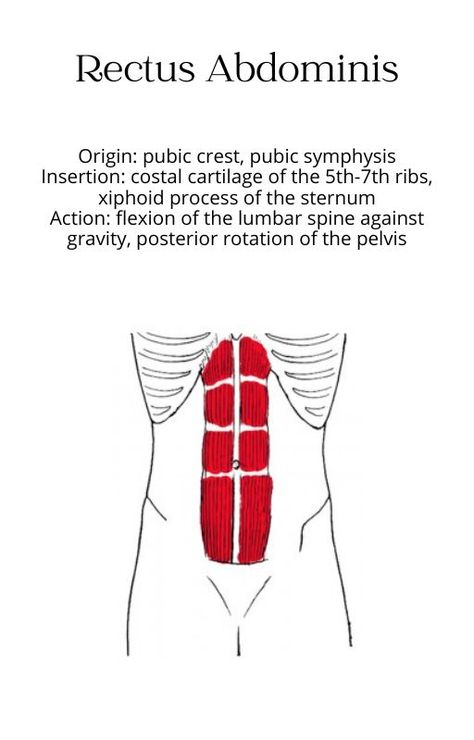 muscle anatomy bony structure studying rectus abdominis chart origin insertion action innervation athletic training physical therapy nursing doctor healthcare health professions physiology school Muscle Chart Anatomy, Muscle Chart, Rectus Abdominis Muscle, Rectus Abdominis, Physical Therapy Student, Human Body Facts, Basic Anatomy And Physiology, Anatomy Physiology, Brain Facts