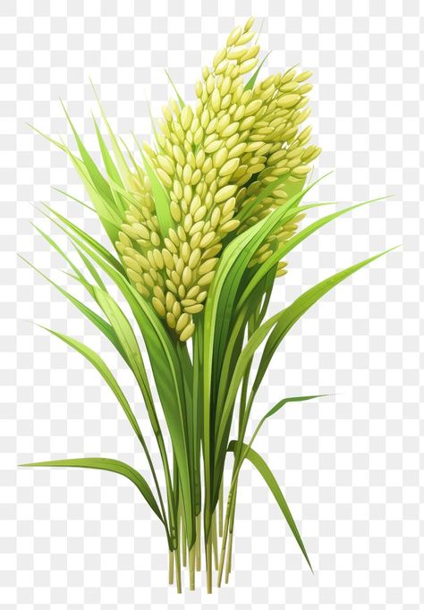 Rice Png, Rice Plant, Rice Lights, Rice Flower, Plant Png, Wheat Recipes, Rice Paddy, Puffed Rice, Rice Grain