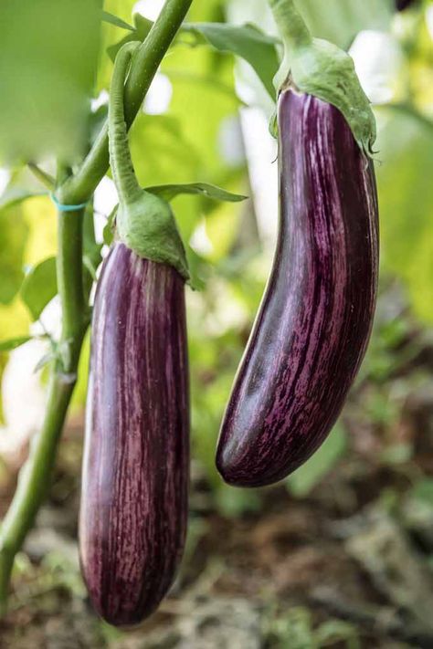 Growing your own eggplant is super easy! Read this complete guide from Gardener's Path now for all that you need to know Dry Fruits Benefits, Eggplant Plant, Pickled Green Beans, Eggplant Seeds, Vegetable Prints, Veg Garden, Garden Guide, Eggplant Purple, Violet Purple