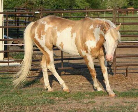 Palomino overo Overo Horse, Pretty Horses Palomino, Palomino Paint Horse, Light Palomino Horse, Palomino Horse Painting, Palomino Warmblood, Pinto Horses, Unusual Horse, Tennessee Walking Horse