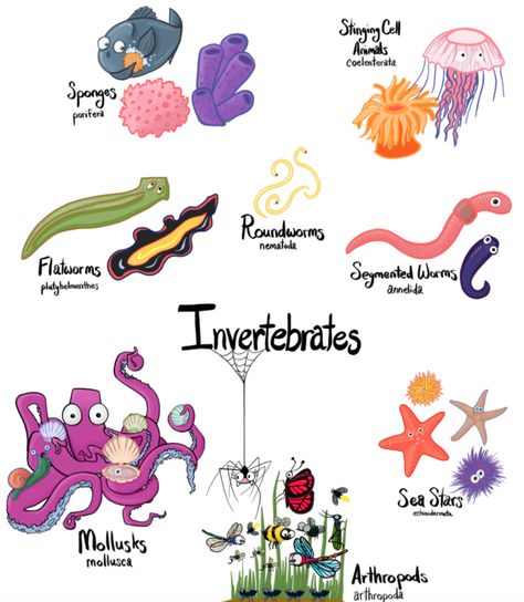 Biology Basics: Invertebrates — Jolie Canoli Invertebrates Animals Pictures, Invertebrates Animals, Biology Basics, Vertebrates And Invertebrates, Animal Classification, Animals Drawing, Sea Stars, Biology Notes, Classical Conversations