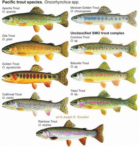 Some Pacific Trout Species/Subspecies Trout Species, Bear Claw Necklace, Ishigaki, Tenkara Fly, Cutthroat Trout, Types Of Shells, Rainbow Trout, Fly Fishing, Needle Felting