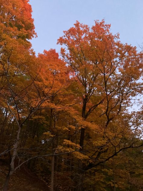 Fall Twilight Aesthetic, Twilight Fall Aesthetic, Foggy Fall Aesthetic, Orange Aesthetic Autumn, Fall Girl Aesthetic, Twilight Theme, Foggy Fall, Autumn Closet, Film Moodboard