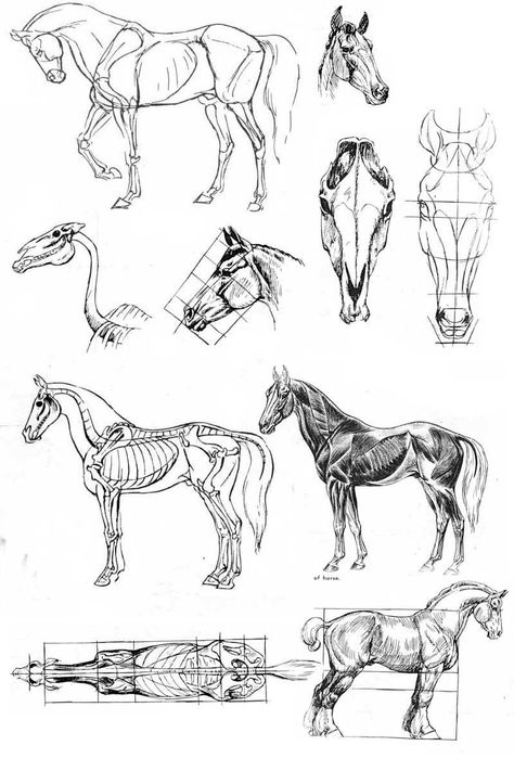 Horse anatomy. Horse Drawing Tutorial, Horse Art Drawing, Horse Sketch, Horse Anatomy, Drawing Animals, Anatomy Sketches, Anatomy For Artists, Horse Drawing, Horse Drawings