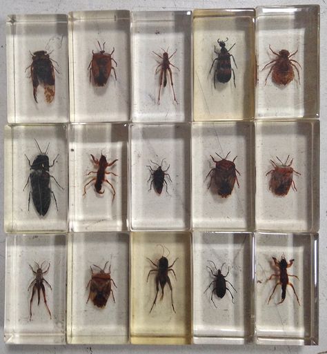 Vintage Insects in Lucite resin blocks £5 each. www.bit.ly/29DsK0k Bugs In Resin, Resin Bugs, Resin Insects, Insects In Resin, Entomology Decor, Wet Specimen, Vulture Culture, Goblin Core, Glass Cube