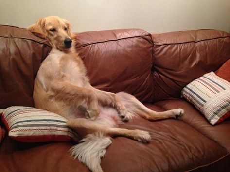 This very comfortable dog enjoying a lazy afternoon on the couch. | 29 Things That Are Way More Important Than Work Right Now Dog People, Couch Potato, Tiny Dogs, Animal Jokes, Dog Sitting, Mans Best Friend, Animal Memes, Funny Photos, Funny Images