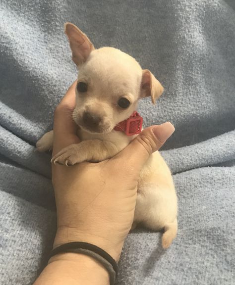 Teacup Chihuahua Puppies For Sale Near Me, Chihuahua Puppies For Sale Near Me, Cute Chihuahuas, Teacup Dogs For Sale, Teacup Chihuahua For Sale, Capuchin Monkeys, Chihuahua Mix Puppies, Chihuahua For Sale, Chihuahua Breeders